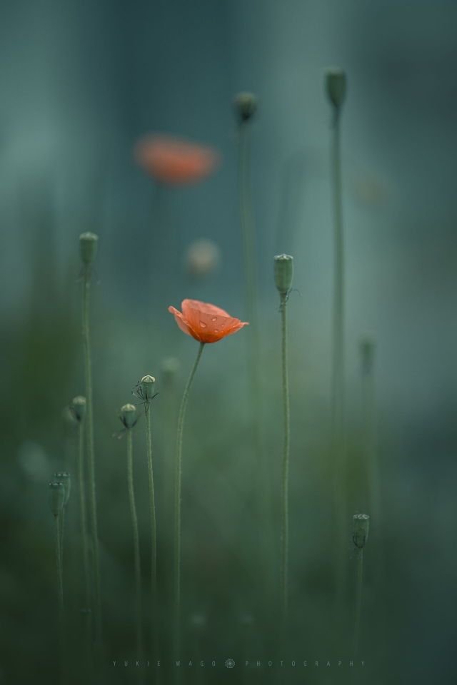 mindpeanuts's tweet image. these stems
green with envy
their crowns
somehow
of a lower shelf
a color'd melon
others seeing all around
the mountain meadow
betters with their
apropos of crimson
getting all the winks
and hinting more of love
letters
#vss365