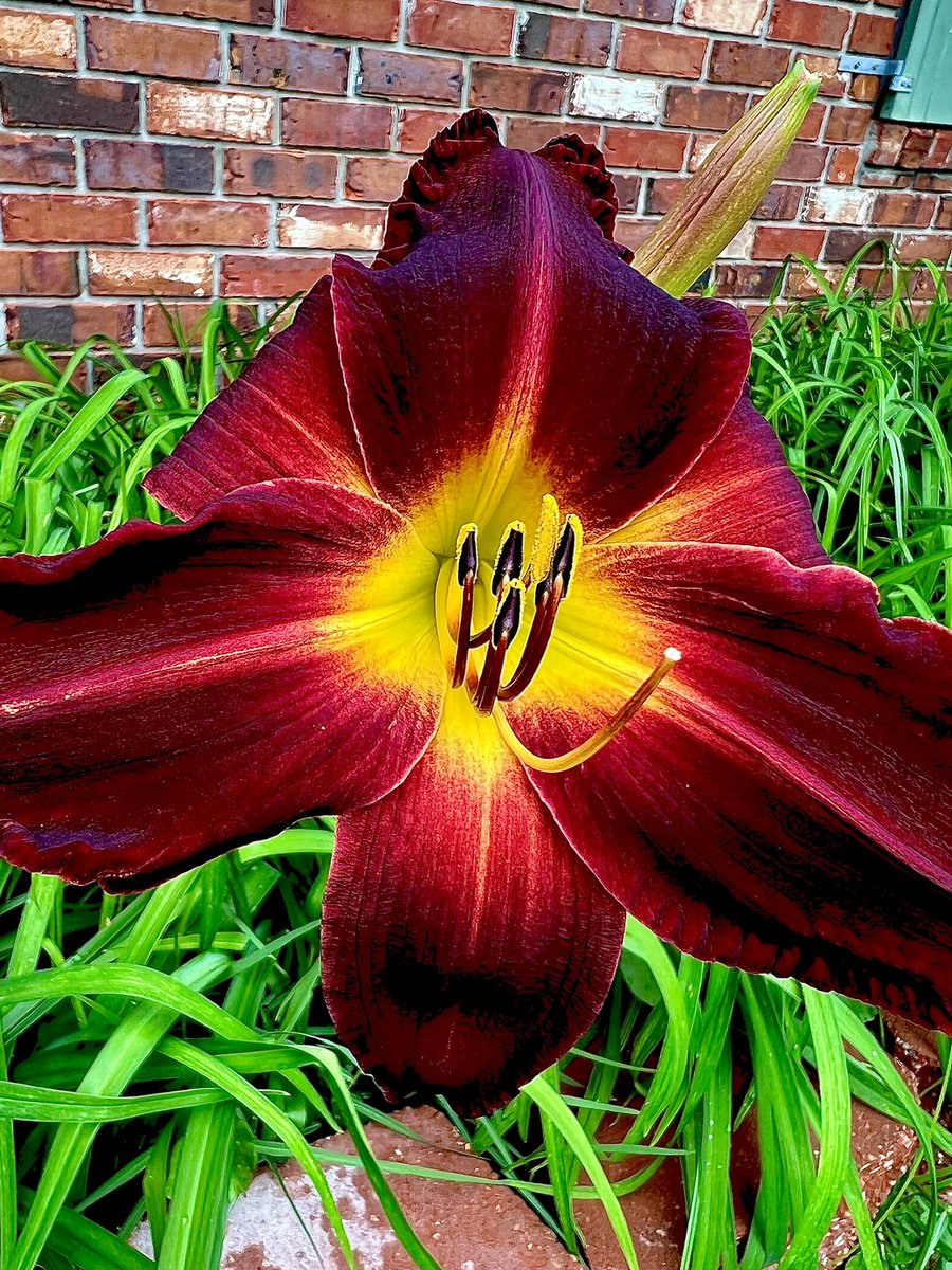 Tulip81339901's tweet image. Morning 😘♥️