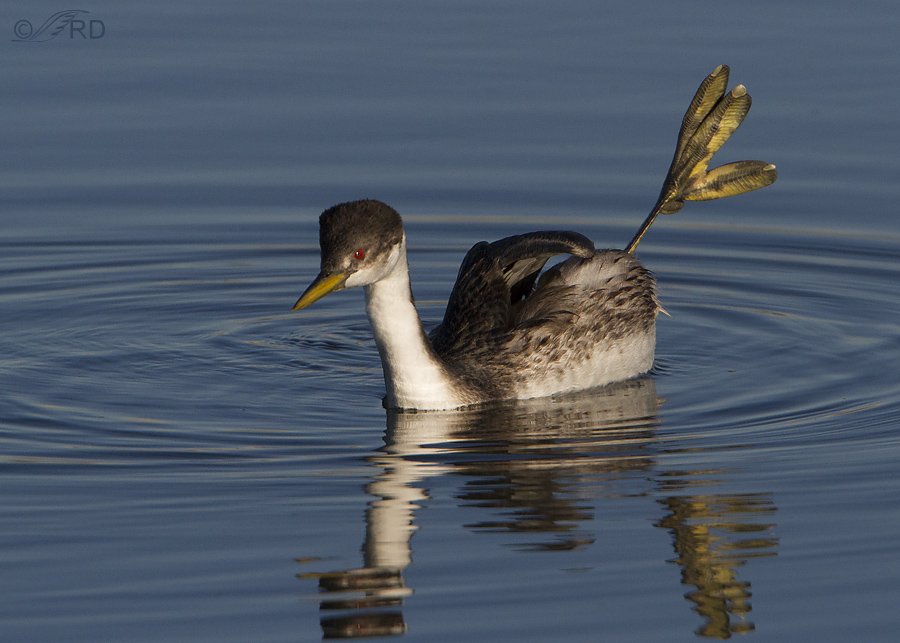 cyanociitta's tweet image. do grebes do the leg thing for a real reason or just aura farming