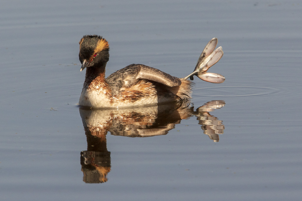 cyanociitta's tweet image. do grebes do the leg thing for a real reason or just aura farming