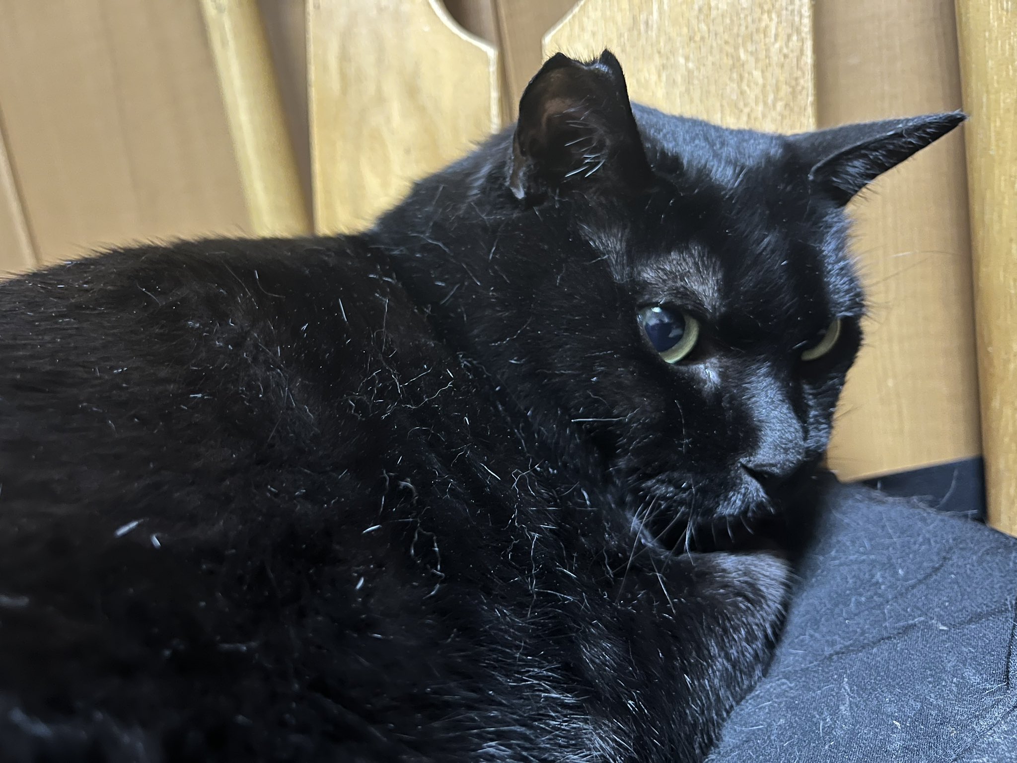 ねこ ねこ肯定感 Lサイズ まぐろ | ハンプティーダンプティー公式