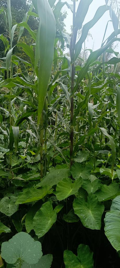 We inspire and drive sustainable farming system for climate action and environmental sustainability.