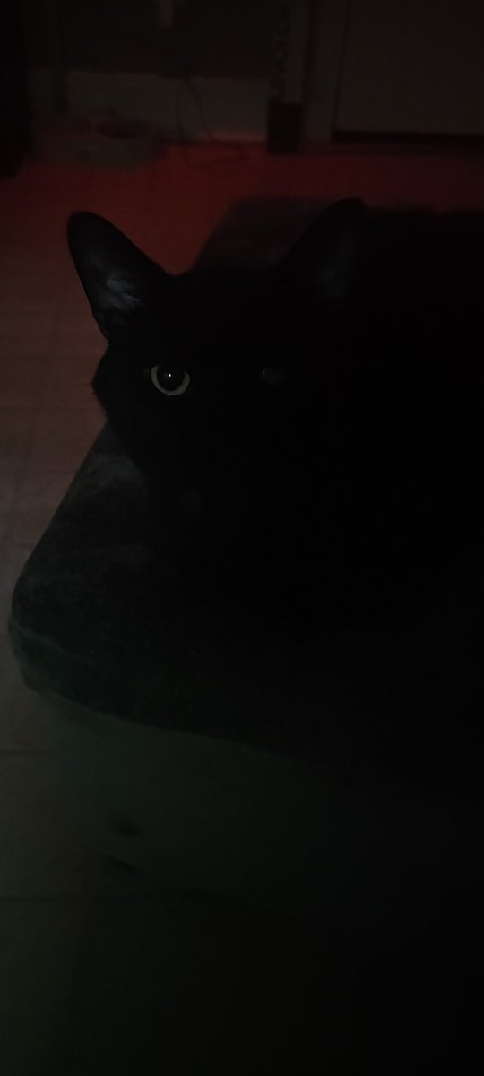 Good Morning  X. It's Caturday. Odin says "Hi" as well and have a great day. This dude so black he absorbs light like a black hole. 🤣🤣🤣