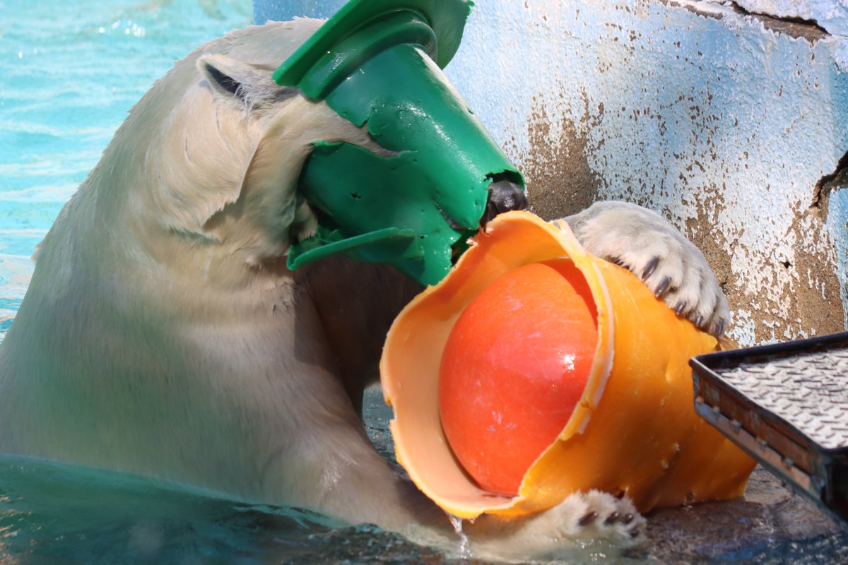 hkgskb's tweet image. ホウよ…暑くても相変わらずやな…

2025.7
#天王寺動物園 #ホッキョクグマ #ホウちゃん