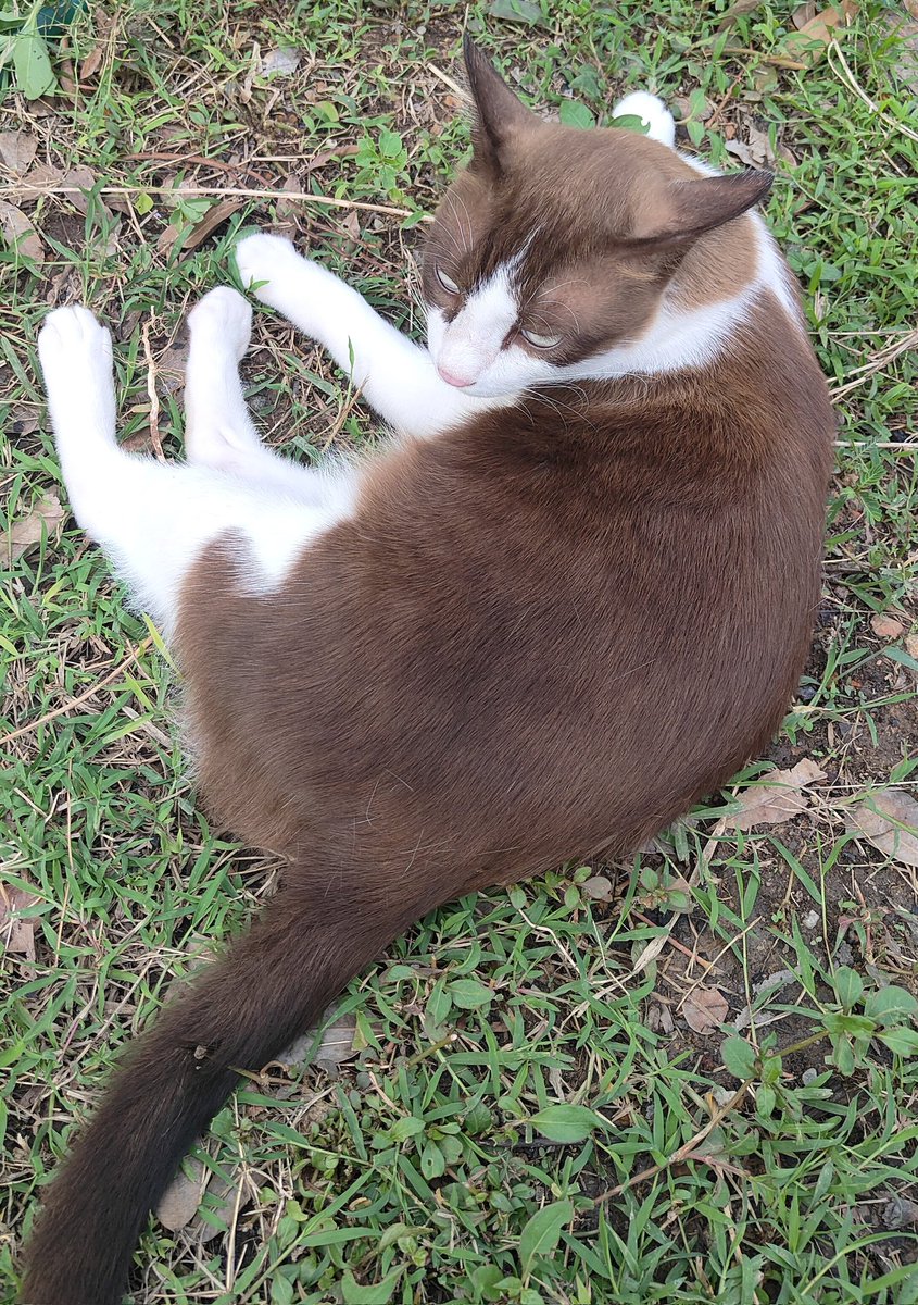 nniryvan's tweet image. คุนชายแมวเป่ดประจำบ้าน มอมแล้วมอมอีก มอมต่อไป ห้ามไม่ได้จับก็ไม่ได้ นอกบ้านคืออิสระหยั่มมาจับหยั่มมาห้าม *งับ*