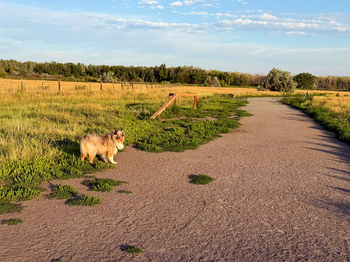 foxeuphoria's tweet image. Grinding early morning mileage with the puppy!