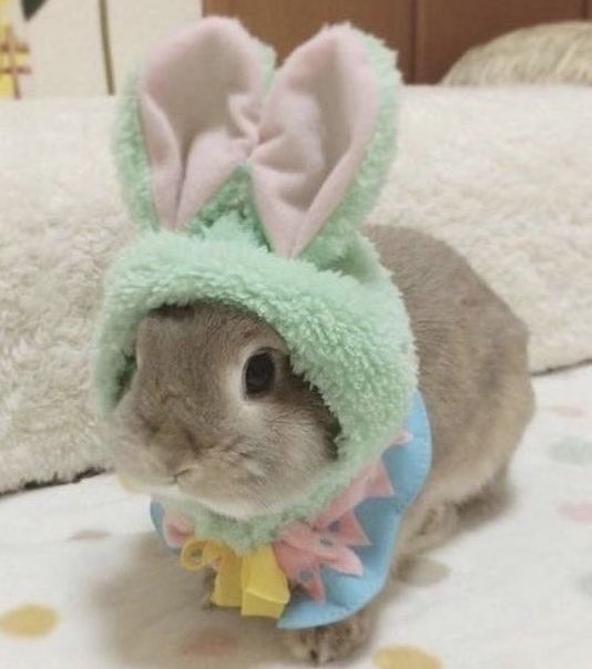 sionisrabbit's tweet image. 