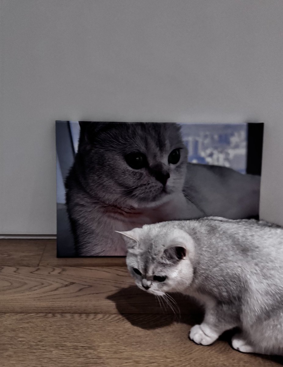 6v6zone's tweet image. he printed out both of their portraits 😭🩷