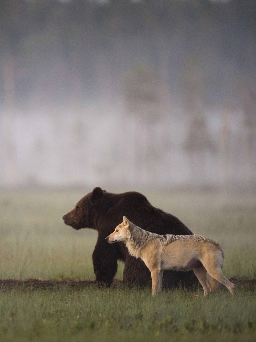 salon_vert's tweet image. Finnish photographer Lassi Rautiainen captured a rare friendship in the forests of Kuhmo — for ten days, a gray wolf and a brown bear stayed together, hunted, and shared their prey
It can be seen as a beautiful allegory of the shared destiny of the Germanic and Slavic peoples😉