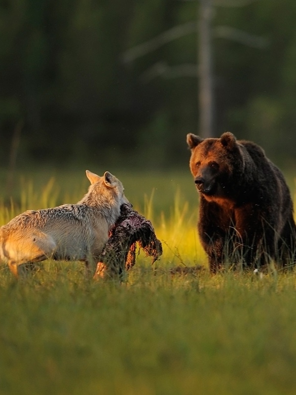 salon_vert's tweet image. Finnish photographer Lassi Rautiainen captured a rare friendship in the forests of Kuhmo — for ten days, a gray wolf and a brown bear stayed together, hunted, and shared their prey
It can be seen as a beautiful allegory of the shared destiny of the Germanic and Slavic peoples😉