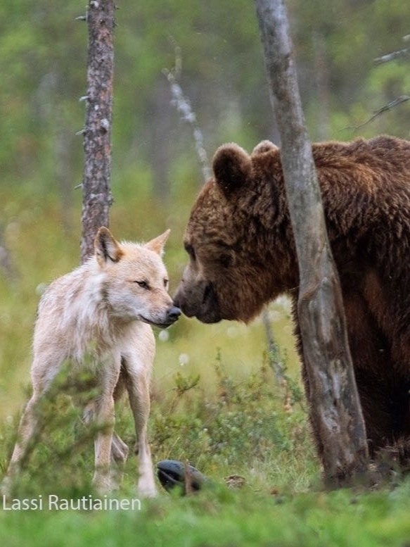 salon_vert's tweet image. Finnish photographer Lassi Rautiainen captured a rare friendship in the forests of Kuhmo — for ten days, a gray wolf and a brown bear stayed together, hunted, and shared their prey
It can be seen as a beautiful allegory of the shared destiny of the Germanic and Slavic peoples😉