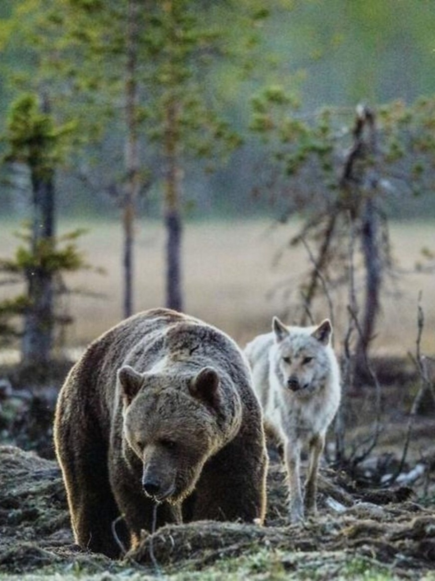 salon_vert's tweet image. Finnish photographer Lassi Rautiainen captured a rare friendship in the forests of Kuhmo — for ten days, a gray wolf and a brown bear stayed together, hunted, and shared their prey
It can be seen as a beautiful allegory of the shared destiny of the Germanic and Slavic peoples😉