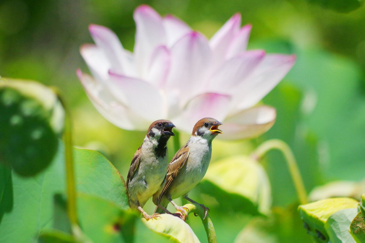aerial2009's tweet image. 親チュンと子チュン
代々受け継がれていくんだチュン
#雀 #スズメ #すずめ #sparrow #鳥 #小鳥 #野鳥 #ちゅん活 #スズメ写真集 #bird #ハス #ハスの花