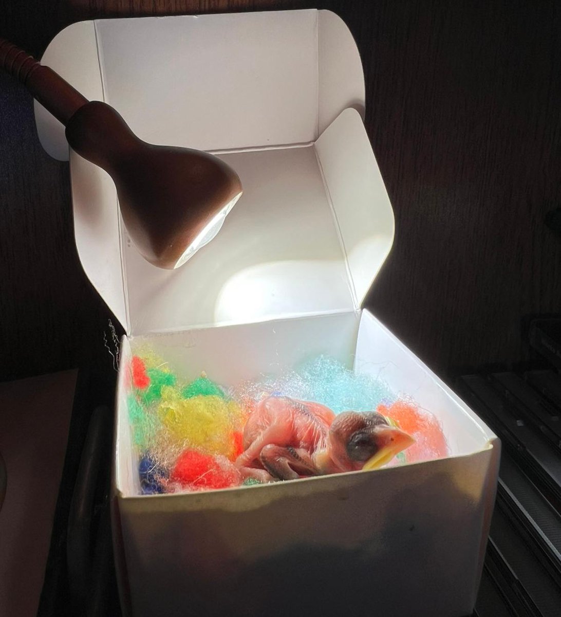 Mi novio ha decidido que no tenía suficiente con adoptar a tres gatos con inmunodeficiencia, una tortuga que fue abandonada en una piscina y un perro que perdió a su dueño: toca intentar salvar a un polluelo recién nacido.

💘