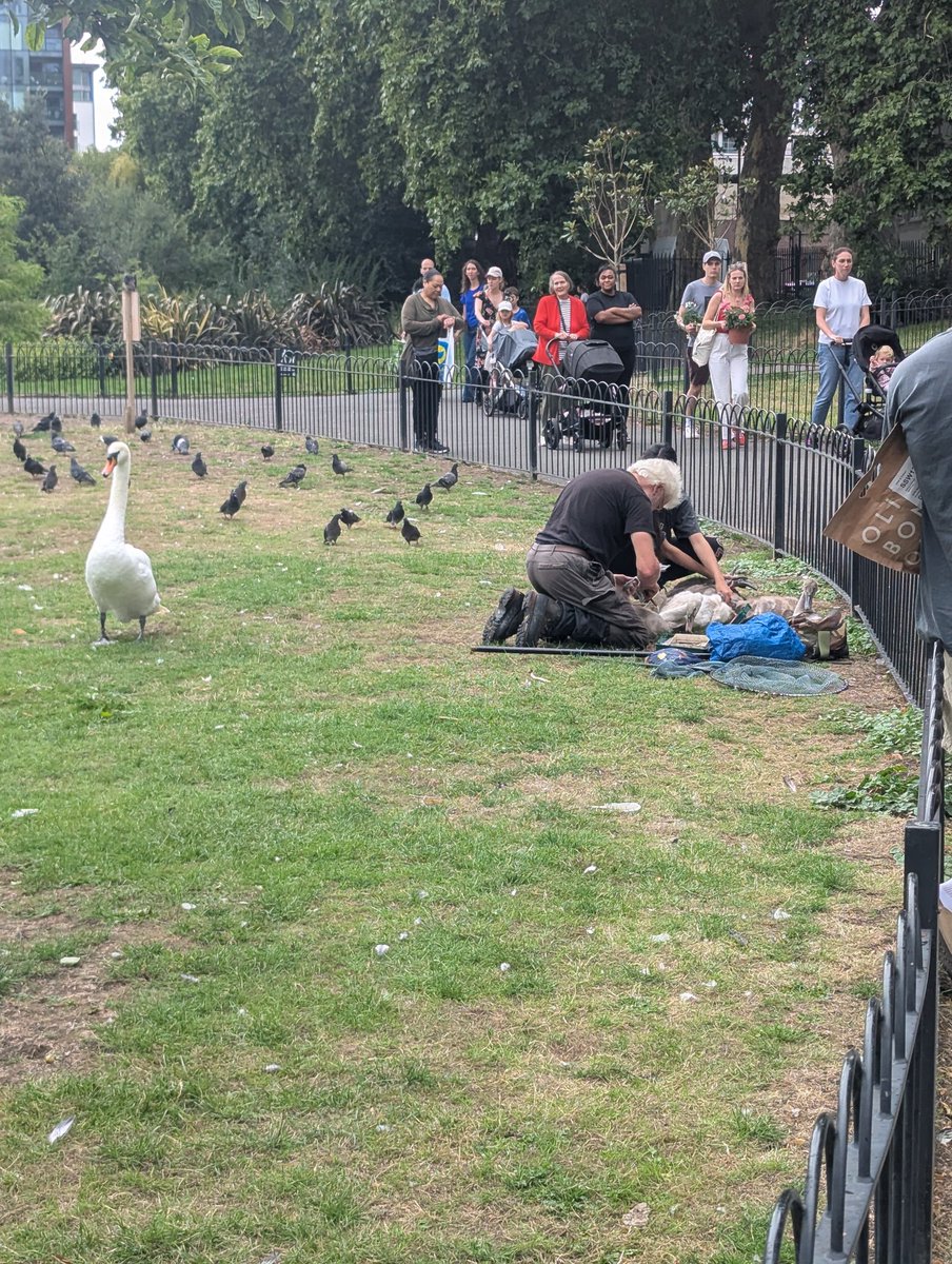 samalexnicholas's tweet image. Good to see swans being looked after in King George&apos;s. Even if mum was not happy