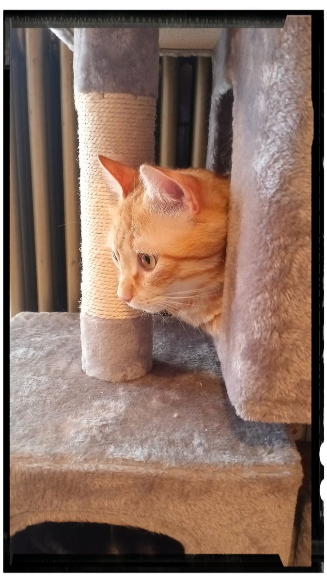 Many believe that because of their orange coats, they tend to have a spirited, feisty nature. 

Yes, they are.

📷 Jack #cats