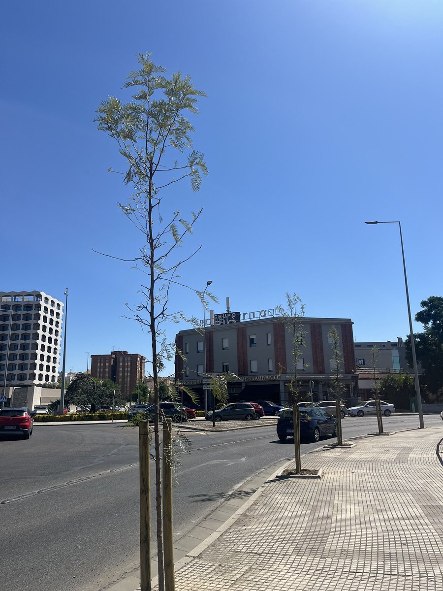 RubenGaleaGil's tweet image. Así de bien lucen los celtis australis plantados en la avenida de Elvas. En total han sido 290 árboles los plantados en avenidas hasta ahora sin sombra, incorporando riego por goteo en las calles Don Benito, Antonio de Chaves, Jacobo Rodríguez Pereira y Godofredo Ortega.
