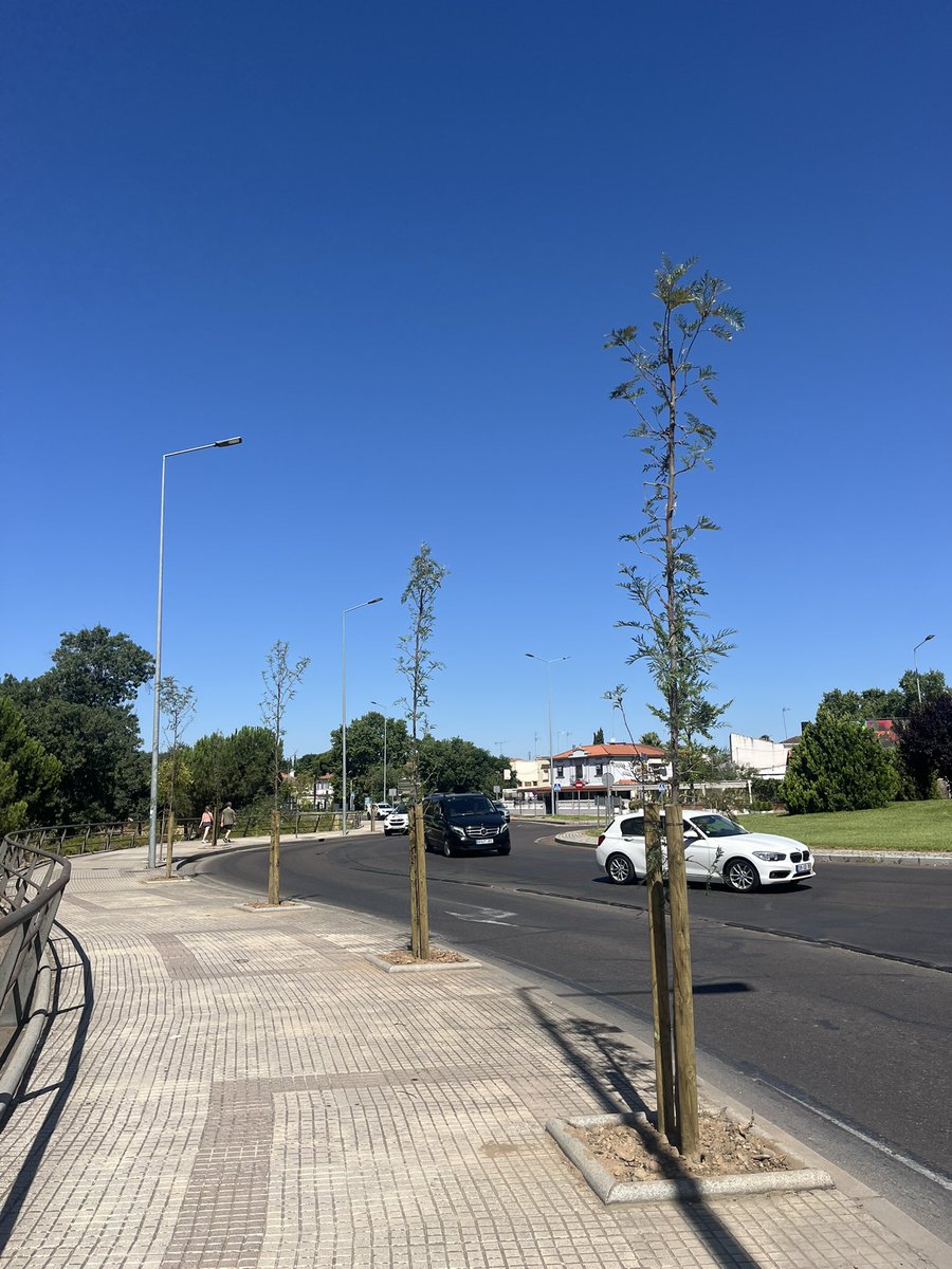 RubenGaleaGil's tweet image. Así de bien lucen los celtis australis plantados en la avenida de Elvas. En total han sido 290 árboles los plantados en avenidas hasta ahora sin sombra, incorporando riego por goteo en las calles Don Benito, Antonio de Chaves, Jacobo Rodríguez Pereira y Godofredo Ortega.