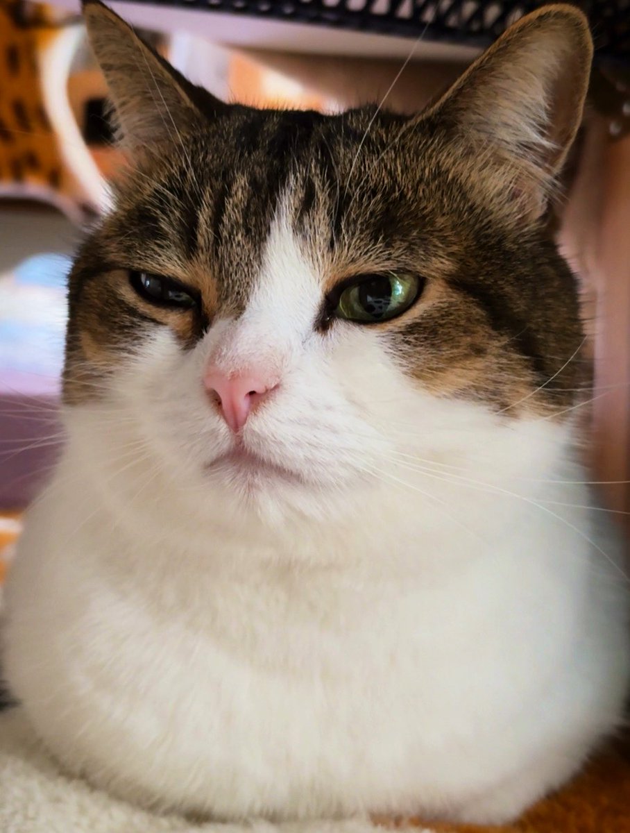 nikoandkotatoro's tweet image. 香箱座りのフォルムには自信があるにゃ😼❤️🫰✨ おやすみニャン🌃 Good night🌙 Buenas noches🌝