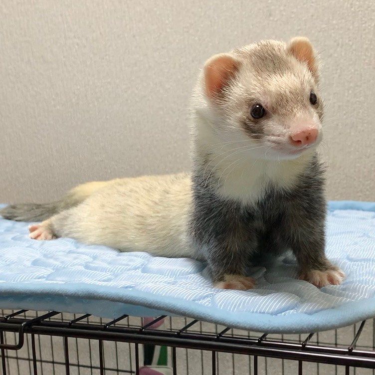 FerretPerHour's tweet image. 
