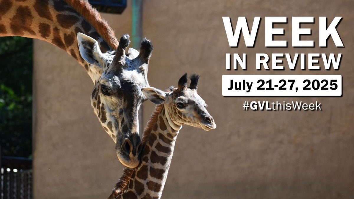 🦒 Our baby giraffe has a name! 🚧 Pedestrian upgrades are in progress near the @bswarena. 🛹 We want YOUR input on the new wheelsports park. 🎭 A standing ovation for 100 seasons of Greenville Theatre.

Here's Loren with #GVLthisWeek.
➡️ youtu.be/BKg8A9C35qc
