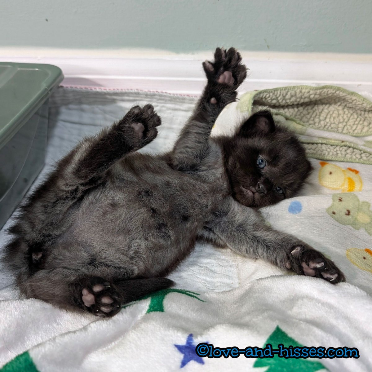 RobynAnderson's tweet image. This little smartypants - Patsy - was the first one to use the litter box yesterday around noon! She was very nonchalant about it, just climbed right in and peed, then climbed right out. (5 minutes later, Owen did the same thing! Nolan hasn't used the litter box yet.)
