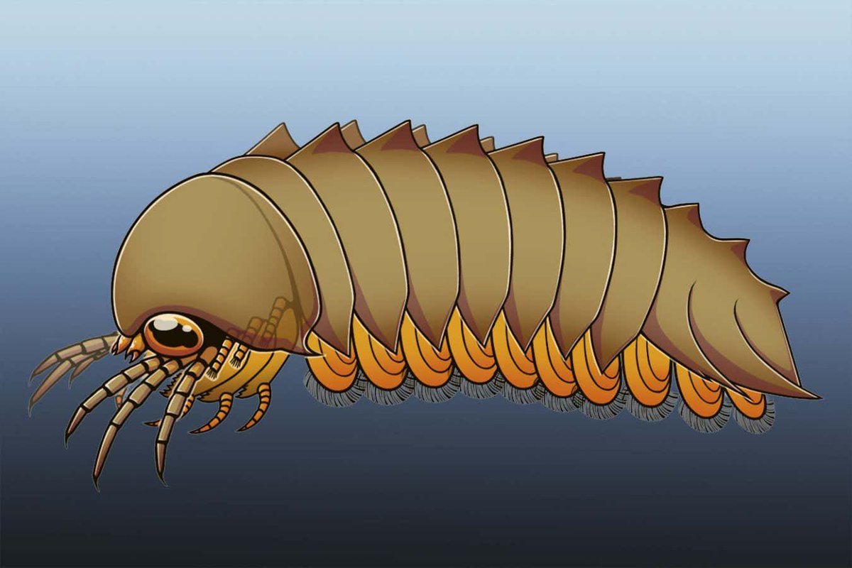 FutureFactual's tweet image. 🔍 Read: A 500-million-year-old sea creature called Mollisonia shared a similar brain structure to modern spiders, suggesting that arachnids first evolved in the sea.
newscientist.com/article/248918…