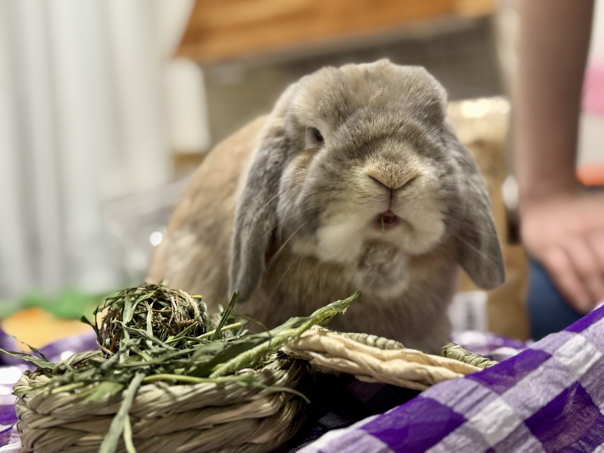 taremimi_ch's tweet image. プレゼント🎁開封〜

からのモグモグモグ

お誕生日って楽しいね🐰✨

#うさぎ