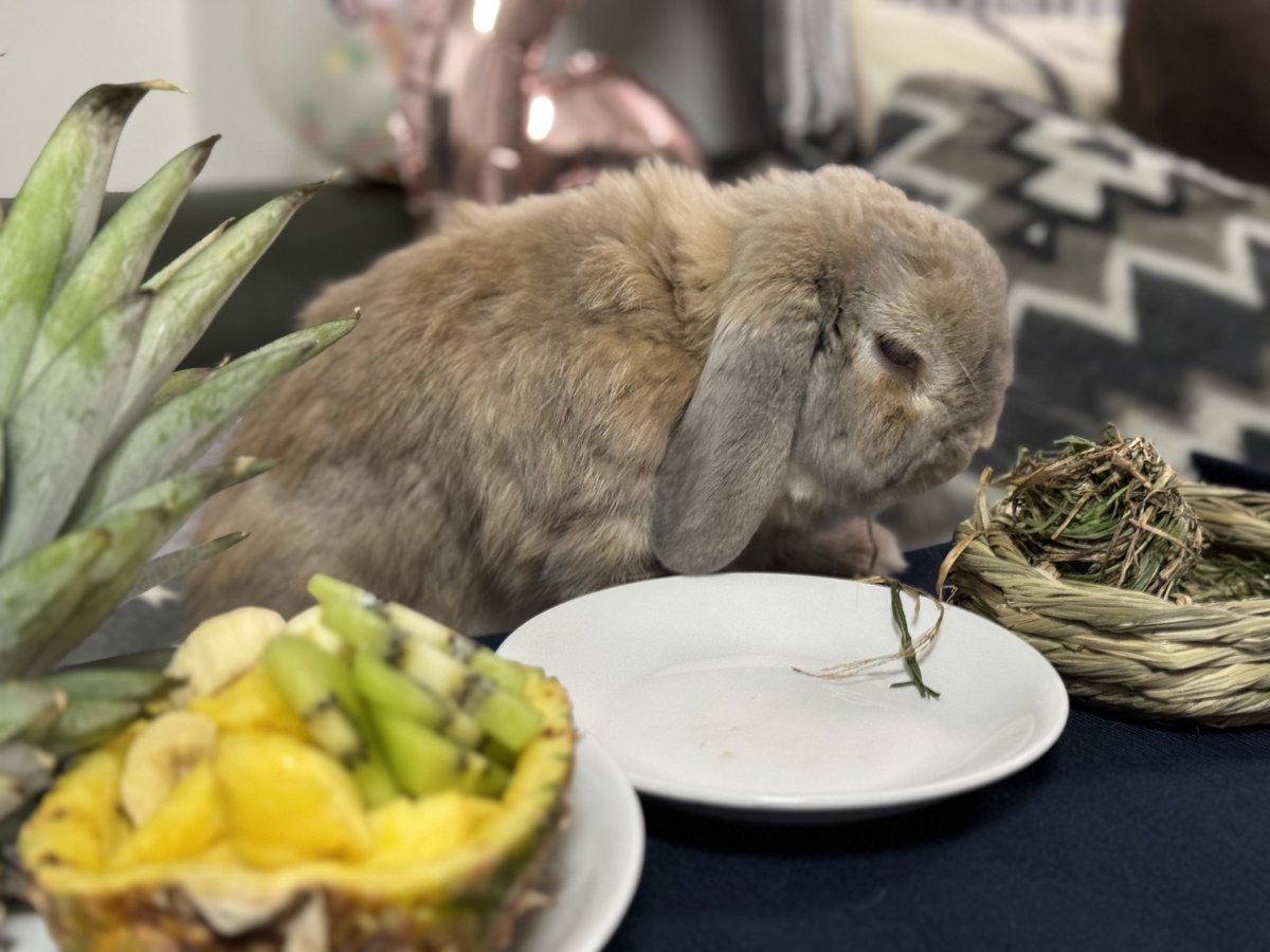 taremimi_ch's tweet image. プレゼント🎁開封〜

からのモグモグモグ

お誕生日って楽しいね🐰✨

#うさぎ