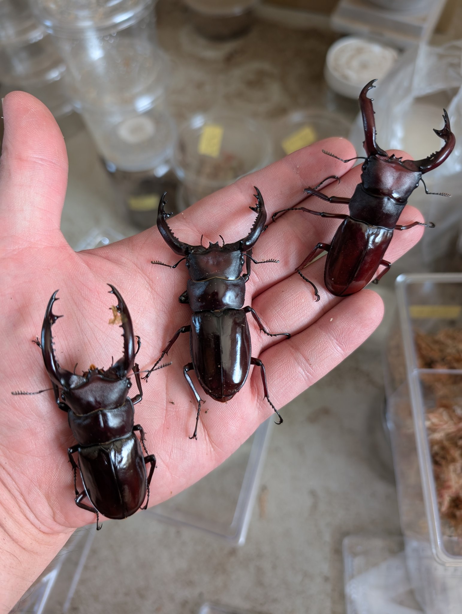 こぶた工房　65ムンエボニーバール虫穴アリ 1.7cmに及ぶ巨大な虫を含む大きな虫を4匹、小さな虫を30匹