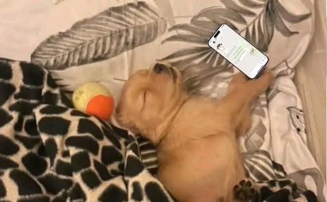 Harmbrit's tweet image. ¿Por qué apareciste en línea y no respondiste?
Yo: