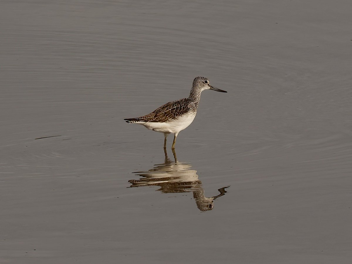 TomCadwallender's tweet image. Greenshank, staying a while then passing through the Aln Estuary, Northumberland. @GrahamFAppleton @WeBS_UK