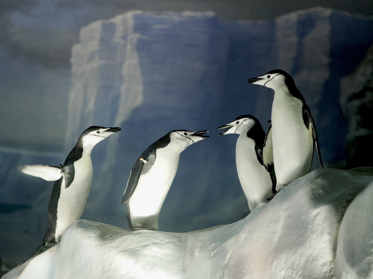 u2e6x's tweet image. ・夏休み2日目
ヒゲカルテット
 #ヒゲペンギン #名古屋港水族館