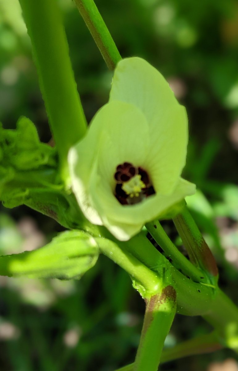 Banjo761's tweet image. Okra is closely related to hibiscus, so the flowers are very similar
#FlowerPoast