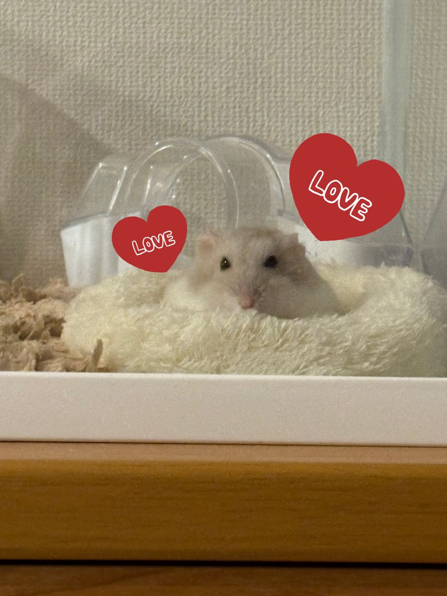 Pch___10's tweet image. むぎちゃんのこの感じ可愛くてたまらない。