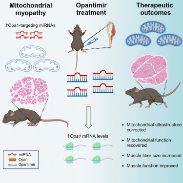 CellRepMed's tweet image. Online now: Opantimirs: A class of antagonizing microRNAs that upregulate Opa1 and improve mitochondrial and disuse myopathies dlvr.it/TM7HVw