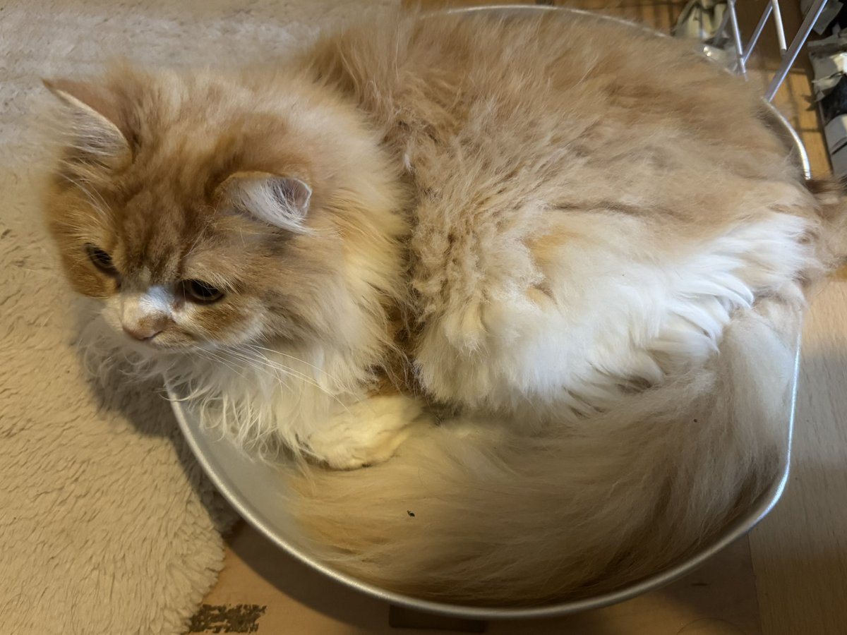 muh417's tweet image. 猫 cat
お疲れ様ニャー😸
今日もあちかったにゃ🫠
夕立もすごかったにゃ🥶
風呂🛁入って寝る🛌
おやすみニャー😪
また明日!いい夢見るにゃ🌟ミ