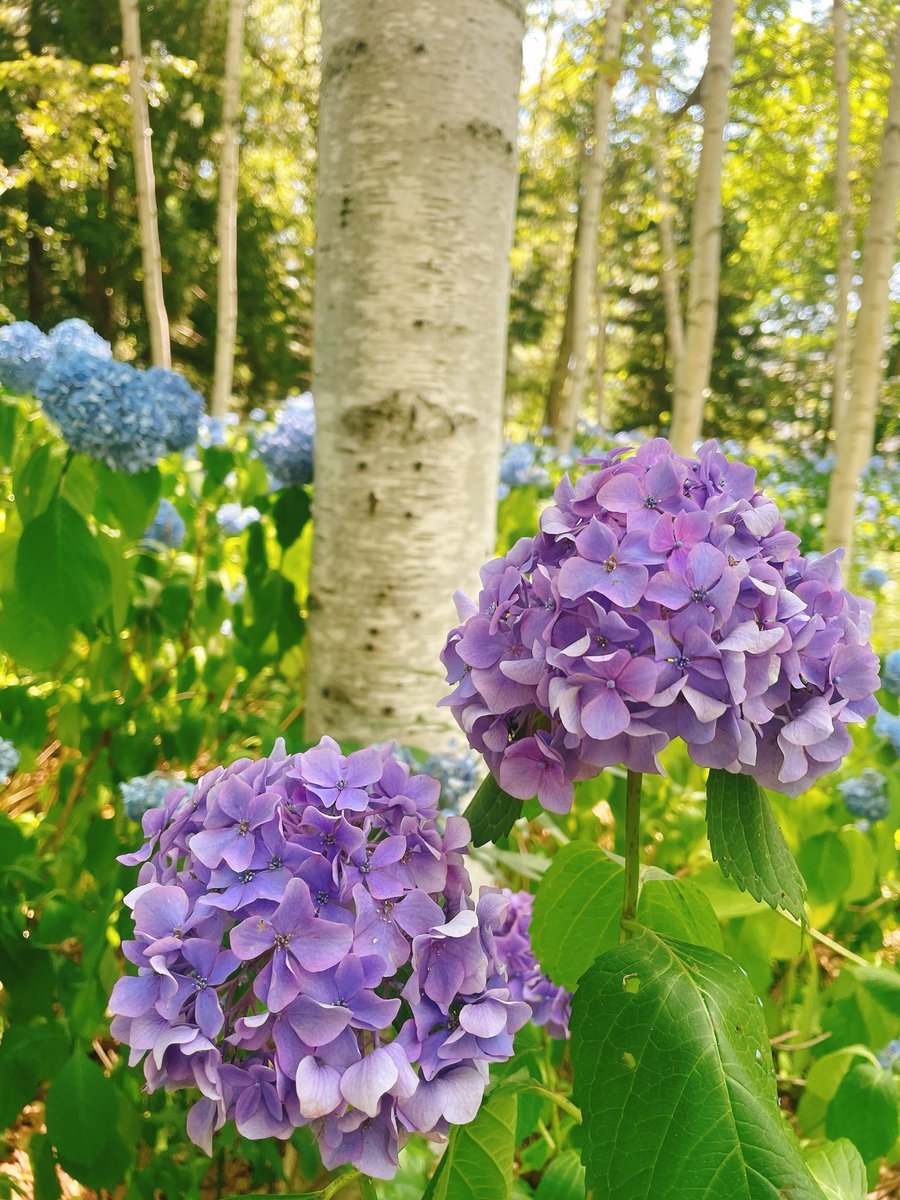 BETTLOVE2's tweet image. 今年も暑い北海道
どうせ汗💦かくなら
スポーツジムで!
ルネサンスは私にとってオアシス
運動の後はスパ!
で
#豊平公園札幌
白樺と紫陽花
マイナスイオン浴びてきましたよ!
🌱🌱🌱🌱