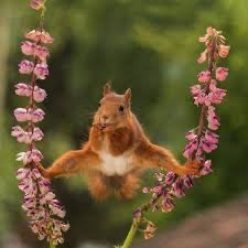 punniebugger's tweet image. Squirrel!!#OtherTrumpEpsteinFilesDistractions