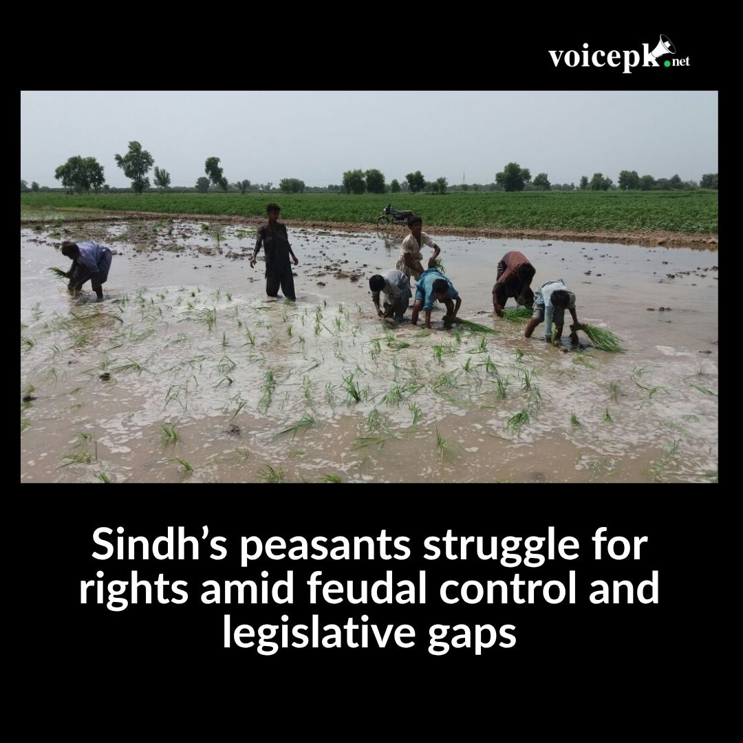 voicepkdotnet's tweet image. Among other issues, Sindh remains a hotspot for bonded labor. In 2024 alone, 1,012 bonded laborers—including 620 from agriculture—were released from the custody of landlords and kiln owners. Children made up a significant share of the rescued, reflecting a crisis of child labor.…