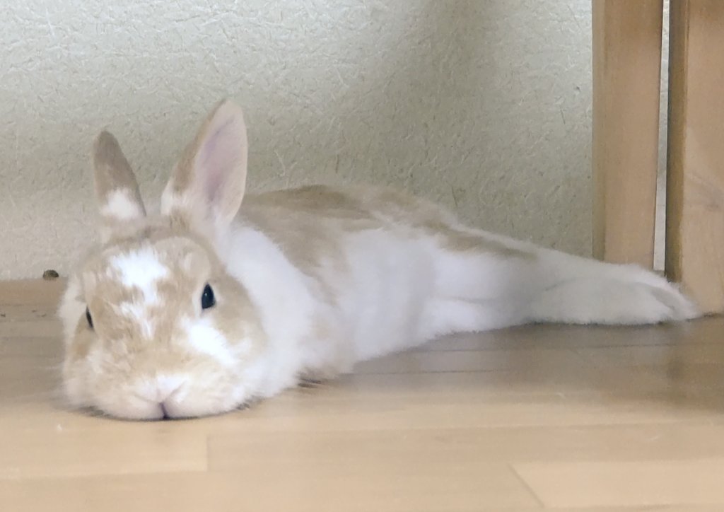 りつみんうさぎ