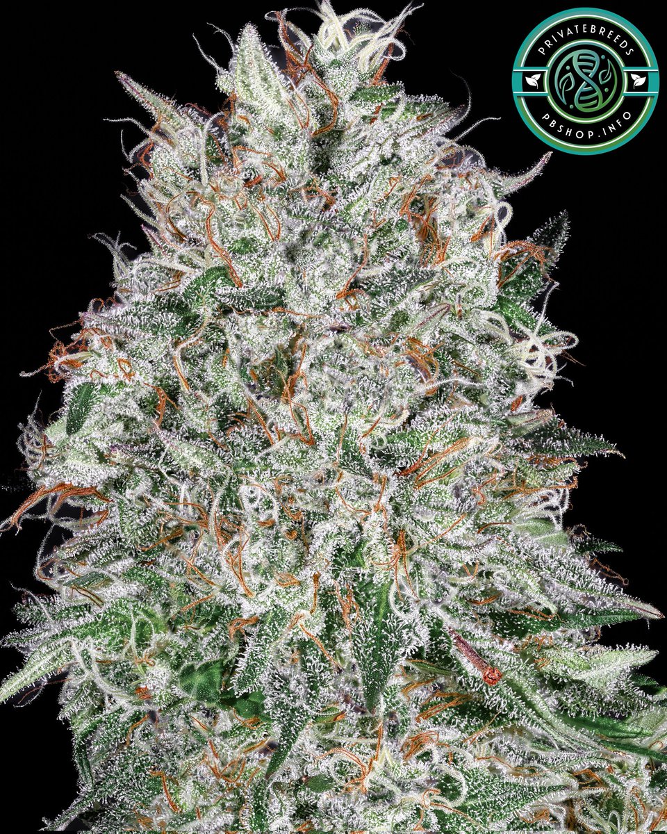 Privatebreeds's tweet image. Amnesia Haze x Jack Herer) x (Super Silver Haze x Appalachia) x Citrus Fowl
These stay in my personal headstash, I could exclusively only smoke these for the rest of the year without getting bored. Insane sativa highs and mind blowing terps.
Feel free to repost if you enjoy the…
