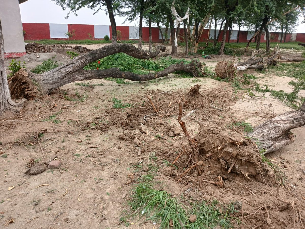 یہ ایک سکول جسکو کو ابھی آوٹ سورس کیا گیا تھا ٹھیکیدار جس نے مال غنیمت سمجھ کر سب سے پہلے درختوں کو کاٹ کر بیچ دیا....
اے پیا جے توڈا ویژن....
#سرکاری_سکولوں_کی_نجکاری_نامنظور