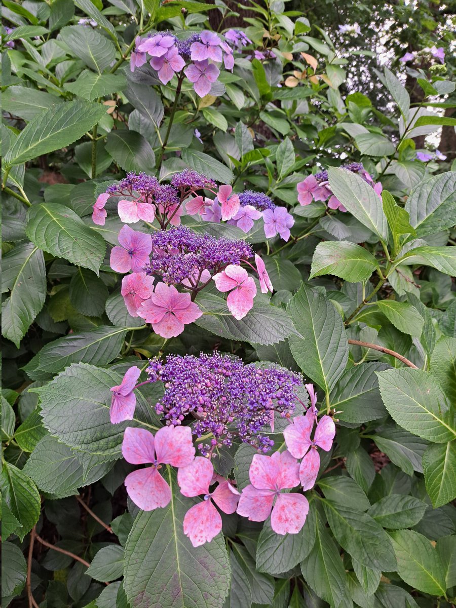AuthorTracyRees's tweet image. A long walk to Clyne Gardens (and back!) this morning. I got a hot chocolate from the pretty travelling tearoom and feasted my eyes. Such a gorgeous start to a Saturday #walking #gardens #Flowers #trees #nature #inspiration #books