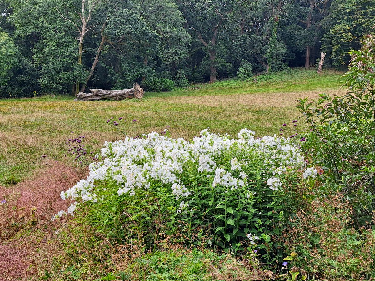 AuthorTracyRees's tweet image. A long walk to Clyne Gardens (and back!) this morning. I got a hot chocolate from the pretty travelling tearoom and feasted my eyes. Such a gorgeous start to a Saturday #walking #gardens #Flowers #trees #nature #inspiration #books