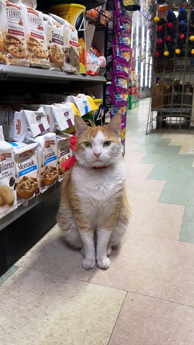 Bodegacats_'s tweet image. 