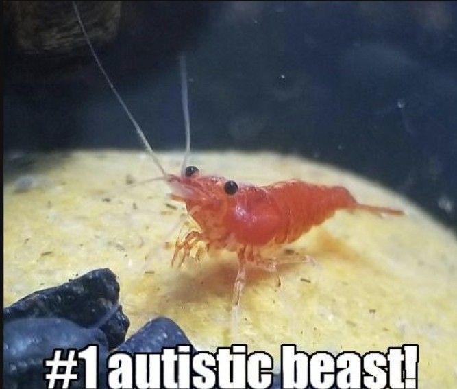wrathiapng's tweet image. im gonna be taking a break from streaming. A lot has happened in my personal life and I'm gonna be taking time to focus on my art. I will be back, of course! I love my buggies very much. Take care while I'm on break okay ??