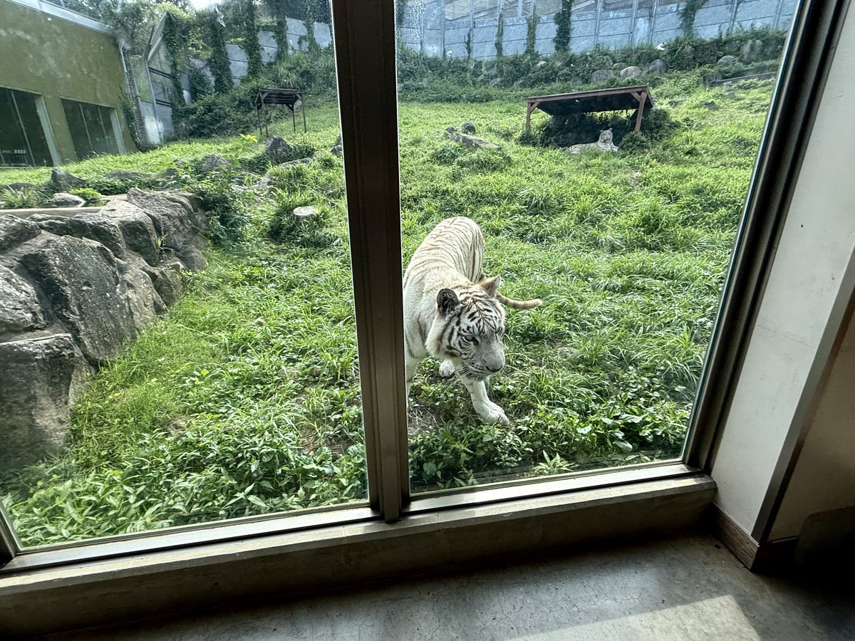 umedayo_animal's tweet image. お庭から中の様子を伺うママ👀
いちいちママの視界に入ろうするアタス
あんたジャマなのよって思ってるかもしれないし思ってないのかもしれない
#シロップ
#ホワイトタイガー
#ベンガルトラ
#伊豆アニマルキングダム