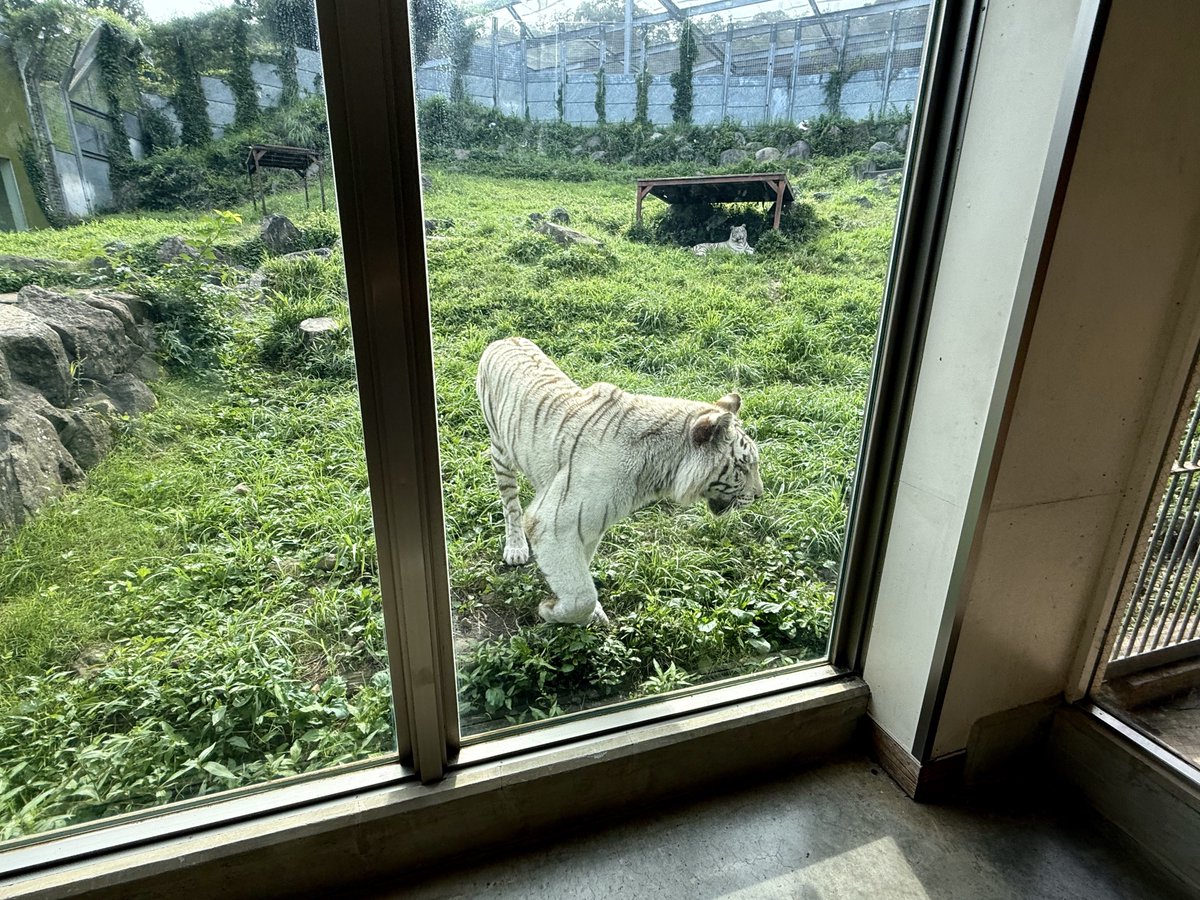 umedayo_animal's tweet image. お庭から中の様子を伺うママ👀
いちいちママの視界に入ろうするアタス
あんたジャマなのよって思ってるかもしれないし思ってないのかもしれない
#シロップ
#ホワイトタイガー
#ベンガルトラ
#伊豆アニマルキングダム