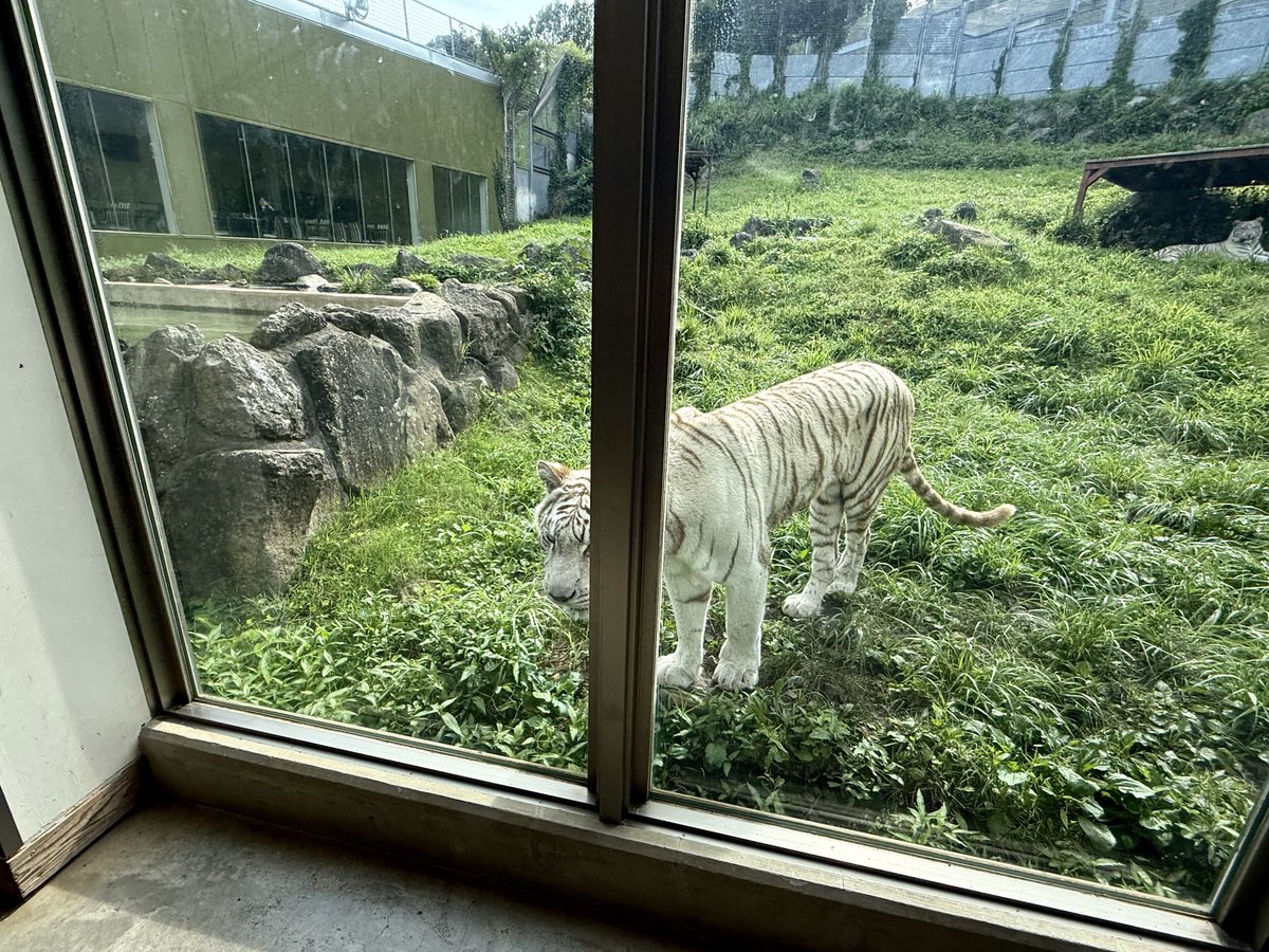 umedayo_animal's tweet image. お庭から中の様子を伺うママ👀
いちいちママの視界に入ろうするアタス
あんたジャマなのよって思ってるかもしれないし思ってないのかもしれない
#シロップ
#ホワイトタイガー
#ベンガルトラ
#伊豆アニマルキングダム
